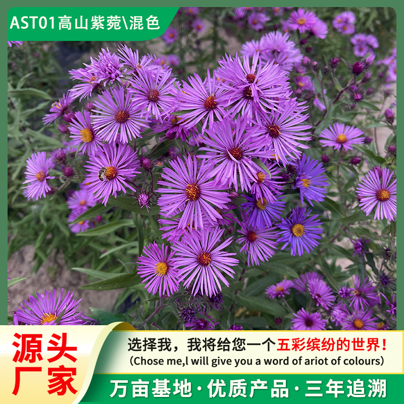 高山紫菀 混色 优质花卉种子 厂家直销 AST01
