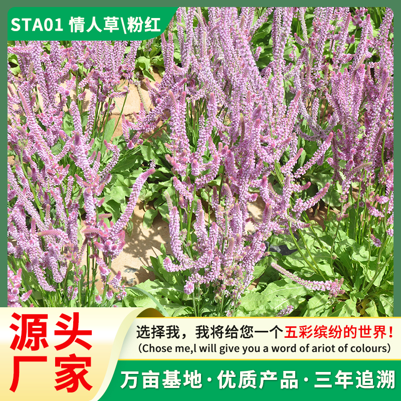 花卉种子 盆栽花卉种子 情人草 家庭园艺 种子批发