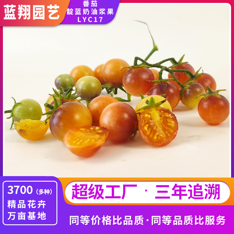 番茄 靛藍(lán)奶油漿  園藝蔬菜種子 LYC17