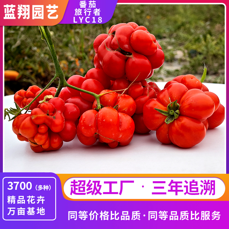 番茄旅行者 園藝蔬菜種子  LYC18