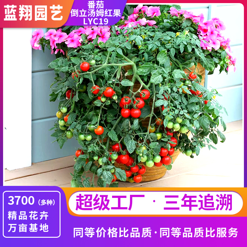 倒立湯姆紅果番茄 家庭園藝種子 LYC19