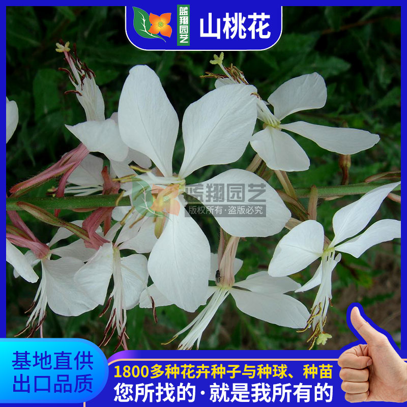 山桃草 花坛花境 景观绿化种子 四季易种