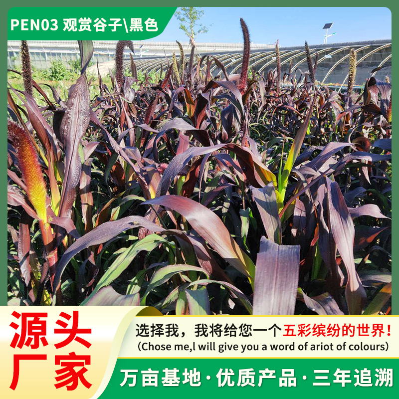 观赏谷子 种子工程绿化种植景观园林花籽趣味观赏家庭摆设花卉种子PEN03