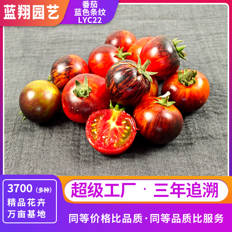 番茄藍(lán)色條紋 家庭園藝種子 LYC22