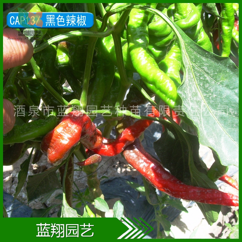 厂家直销 观赏辣椒 五彩椒 珍珠椒 朝天椒 种子批发 花种子 特价