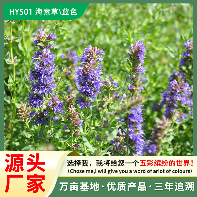 神香草 海索草 芳香植物种子 种子批发