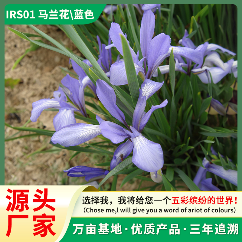 马兰花 马蔺 蝴蝶花种子批发 景观花卉种子