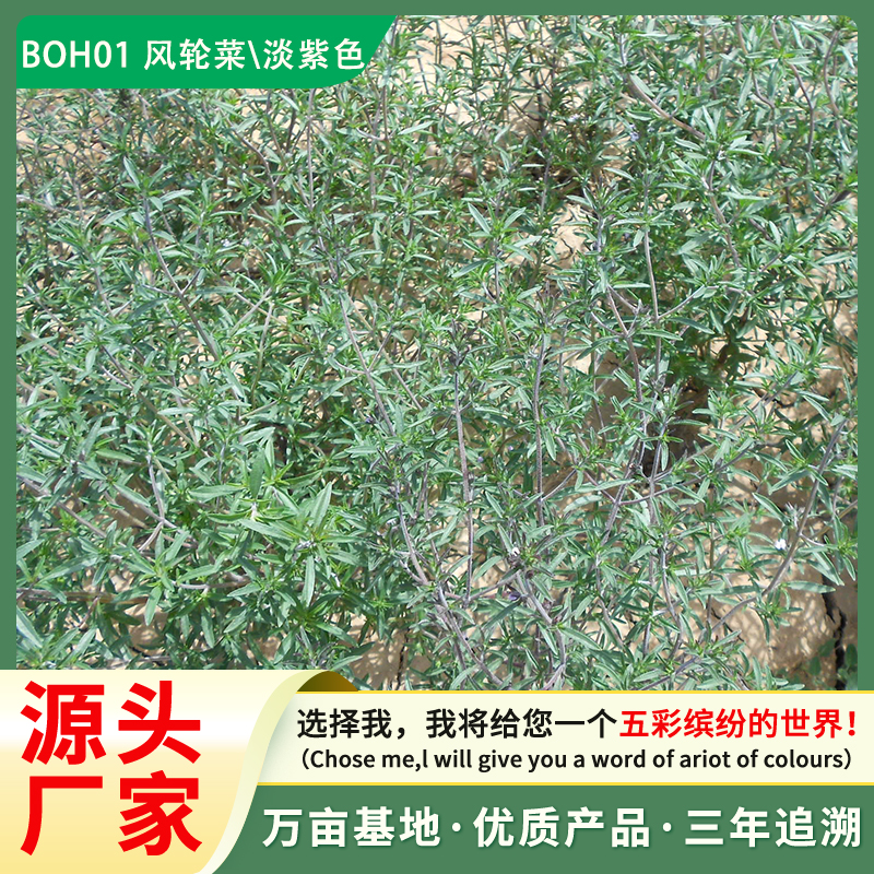 厂家直销 风轮菜种子 花卉种子 芳香菜种子 芳香种子批发