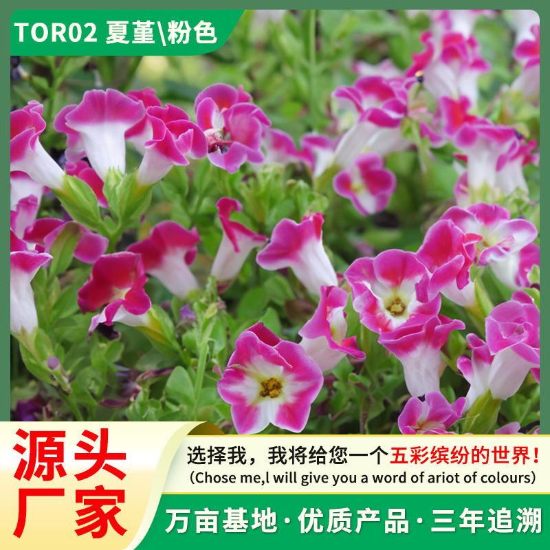 花卉种子 夏堇 兰猪耳 蓝翔园艺品牌 种子批发