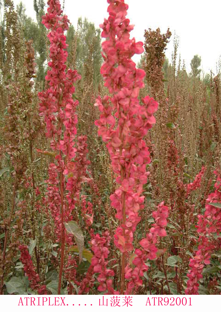 山菠菜种子  山菠菜芽苗菜种子批发蓝翔园艺品牌种业