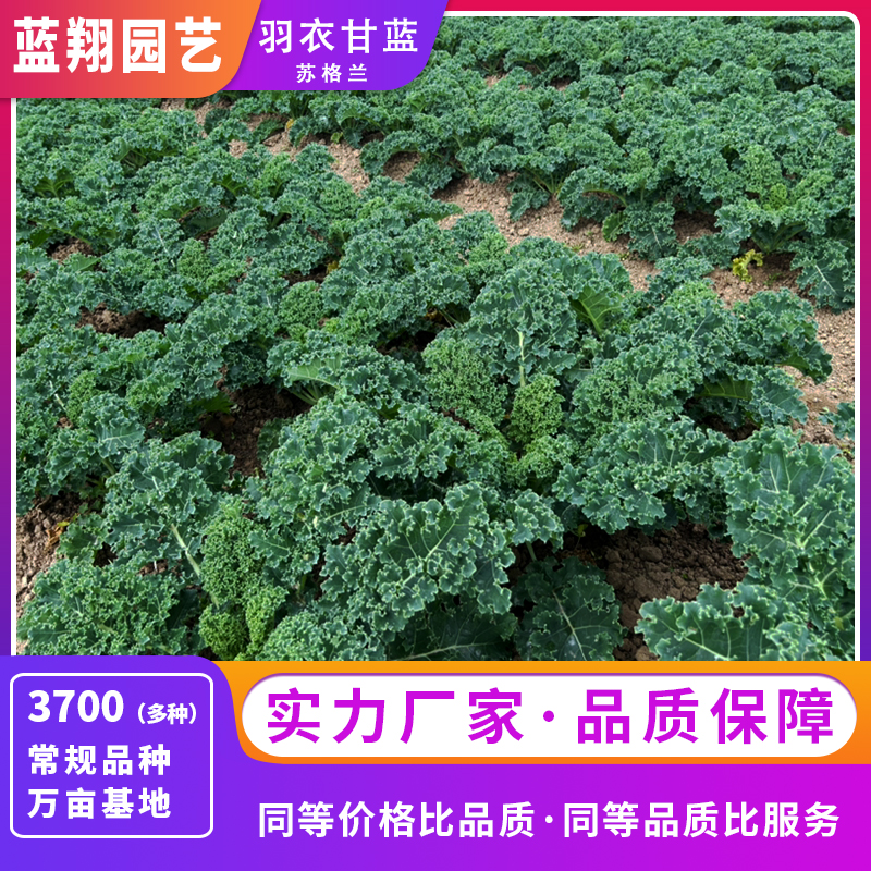 苏格兰羽衣甘蓝种子叶牡丹绿叶甘蓝牡丹菜食用观赏蔬菜种子阳台草籽盆栽实惠价供应