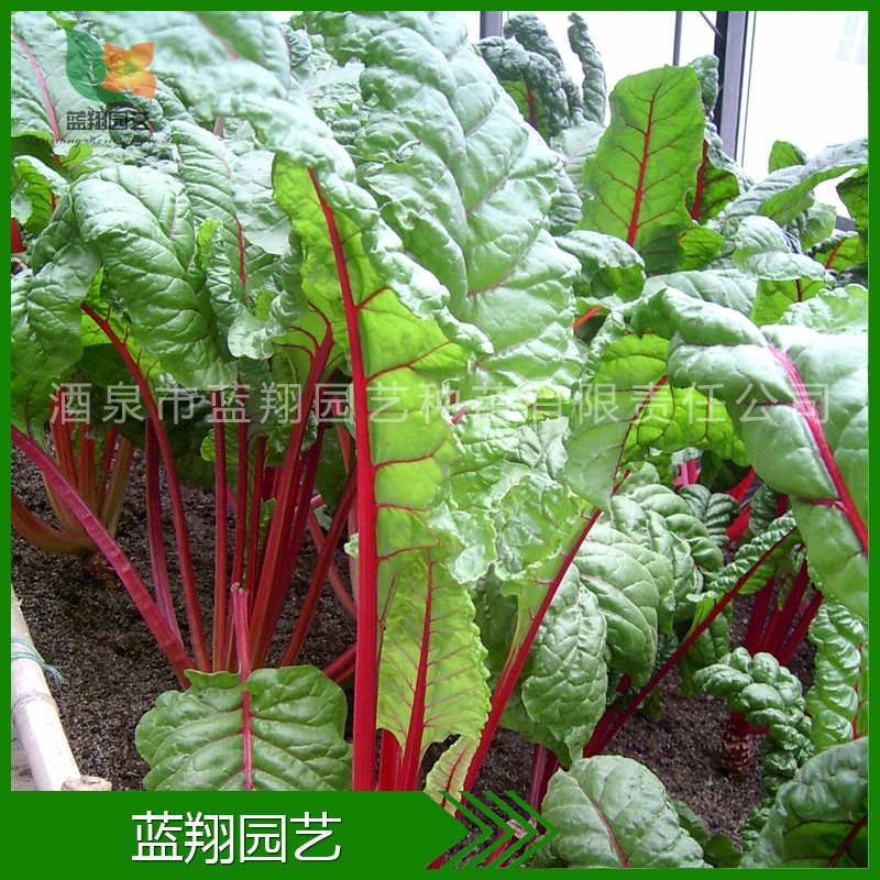 花卉种子 红柄藜菜 红柄甜菜 绿叶红径 红甜菜 甜菜种子批发 厂家直销