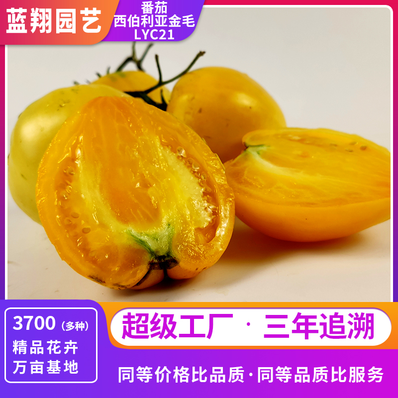 番茄西伯利亞金毛 LYC21