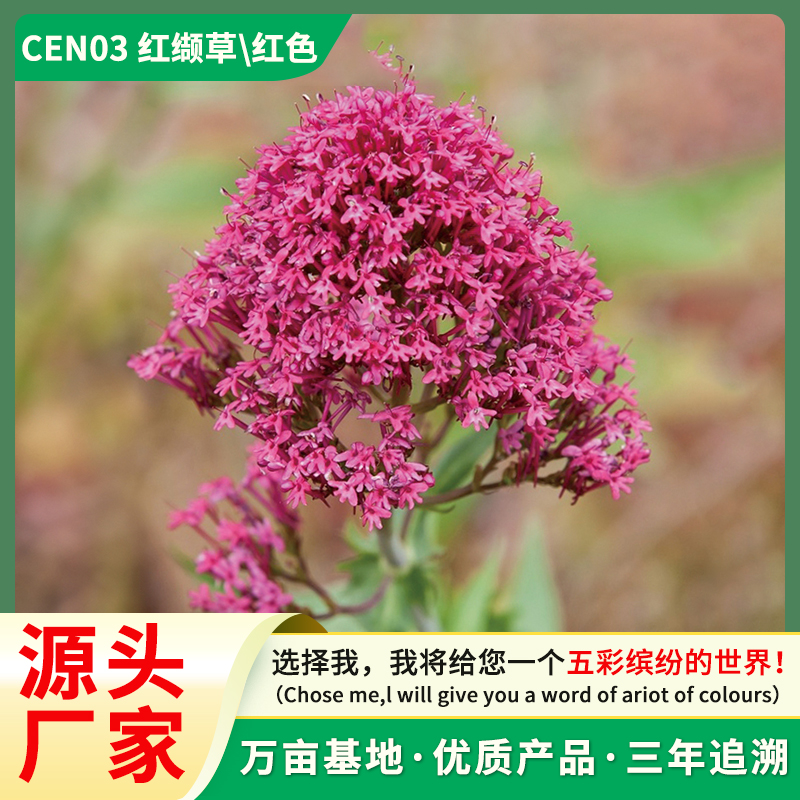 红缬草 芳香植物 欧缬草 厂家直销 散发浓烈芳香气味
