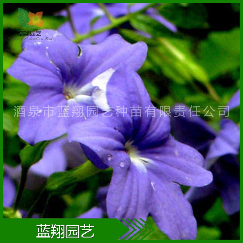 供应花卉种子 布洛华丽 蓝英花种子 盆栽花卉种子 种子批发