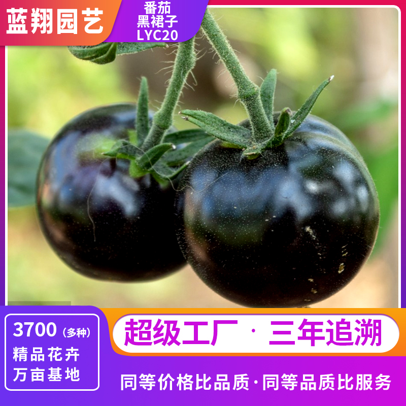 番茄黑裙子家庭園藝種子 LYC20