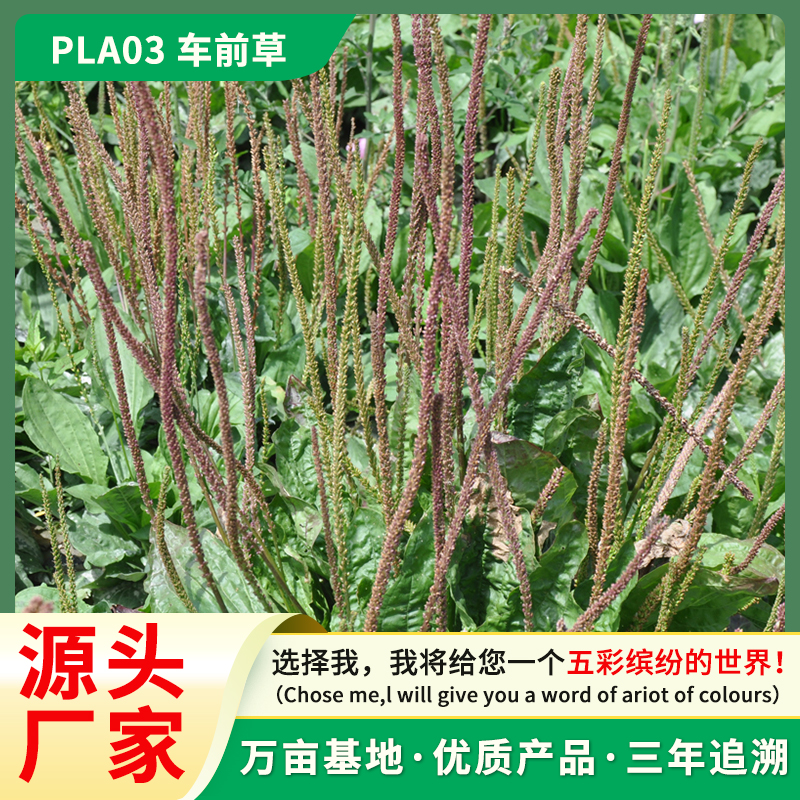 车前草种子  车前草 适应性强 野生耐寒耐旱