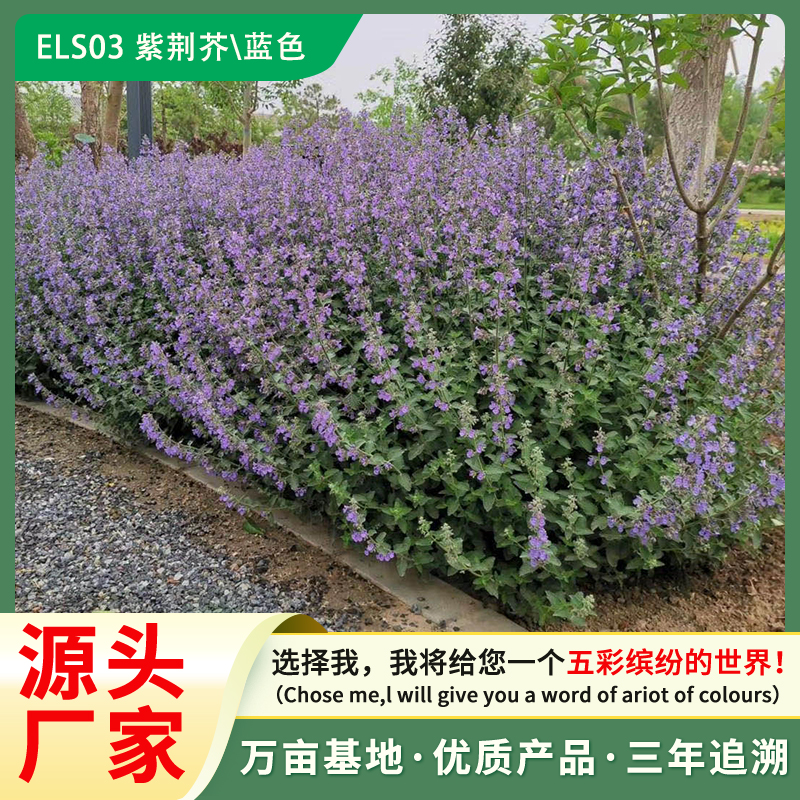 厂家直销 花卉种子 紫荆芥 荆芥 盆栽种子 芳香植物 种子批发