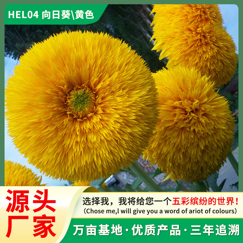花卉种子 向日葵 重瓣向日葵种子 厂家直销 种子批发