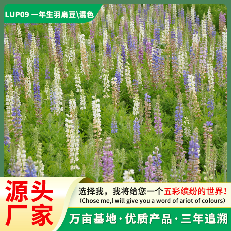 一年生鲁冰花种子  羽扇豆种子  LUP09